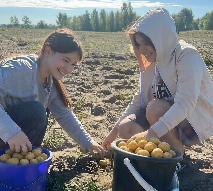Рекордный урожай картофеля собрали на своем поле школьники из Светлогорского района