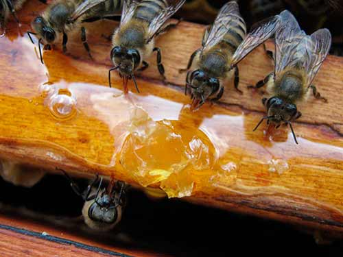 На Савватия Пчельника грешно заниматься другой работой, кроме той, что связана с пчеловодством