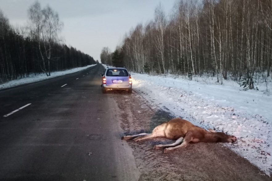 На Гомельской трассе водитель сбил молодого лося