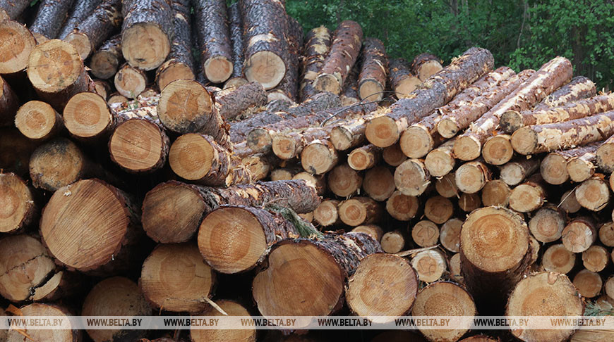 В Гомельском районе за продажу древесины мимо кассы и взяточничество задержали лесничего