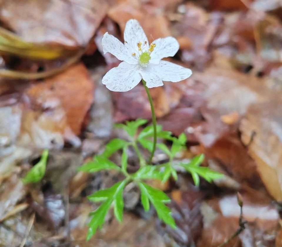 Первоцветы распустились в Беловежской пуще в декабре 2025 года