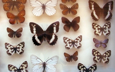 Выставка насекомых