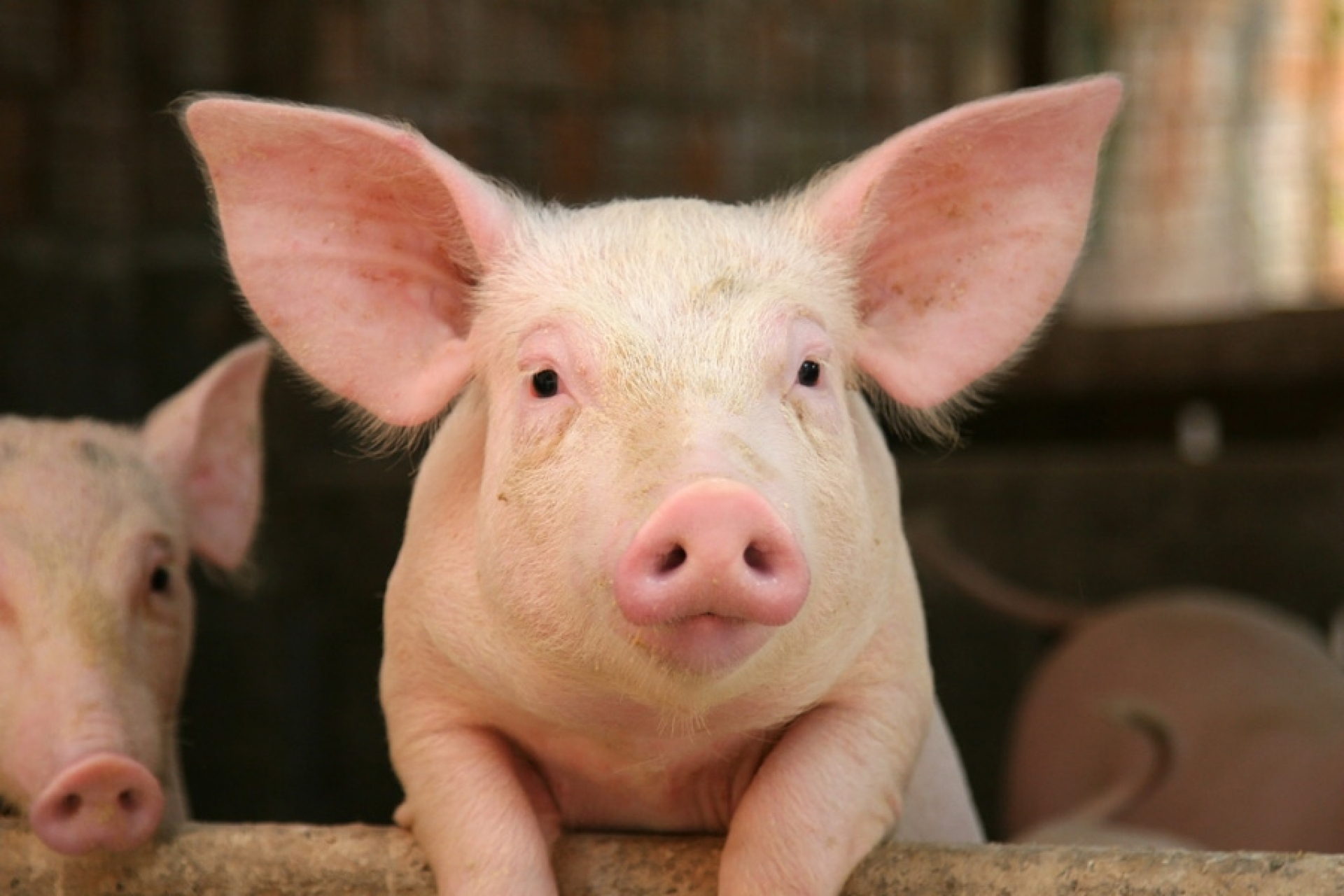 Беларусь ограничила ввоз свинины из Омской области