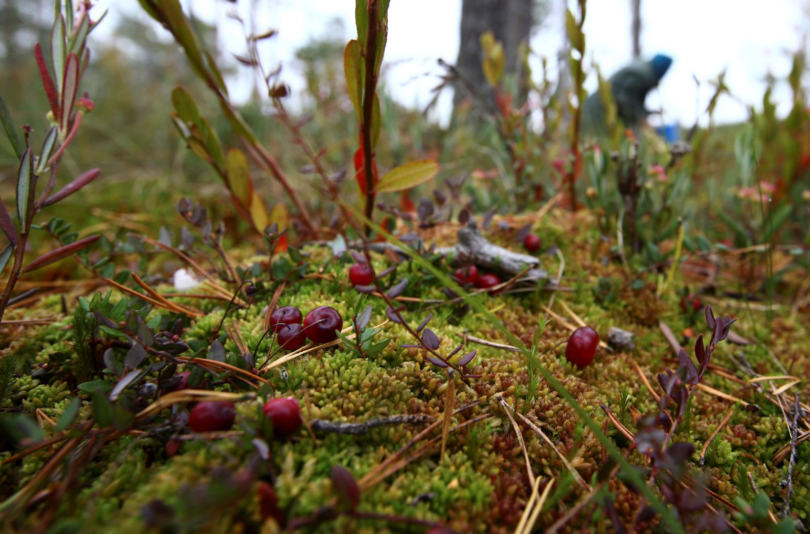 Четыре пропавшие в лесу Лельчецкого района подруги найдены живыми