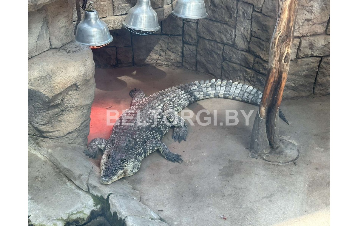Видео. Настоящего живого нильского крокодила Данди продают на аукционе в Беларуси за 2 000 рублей