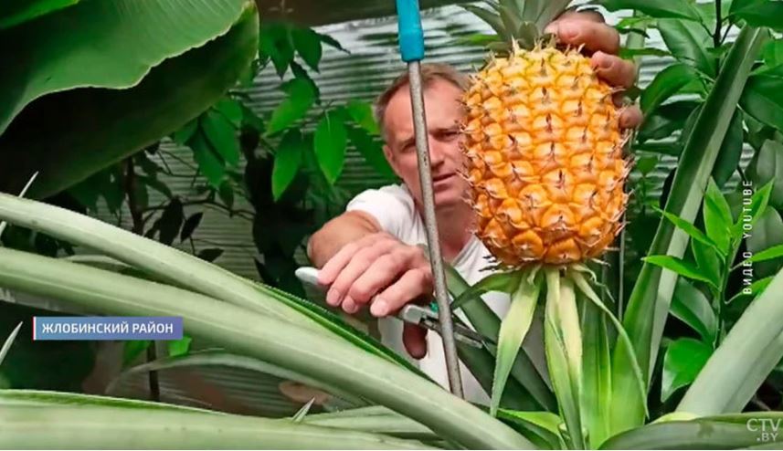 Под Жлобином электромонтер выращивает на даче ананасы, инжир и по 30 кг бананов за год