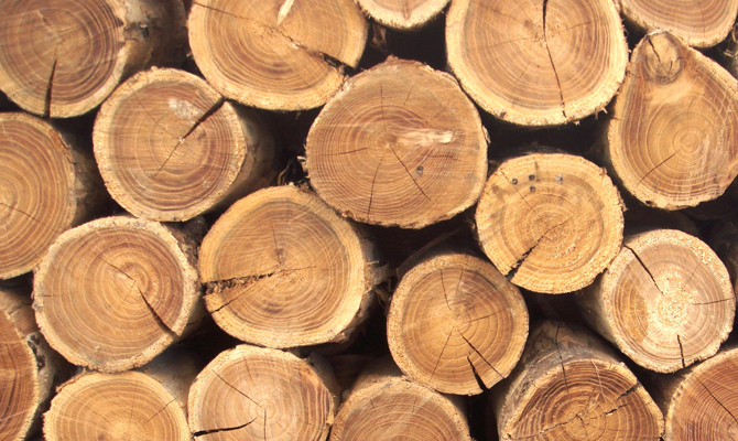 В Беларуси появится электронная система учета древесины