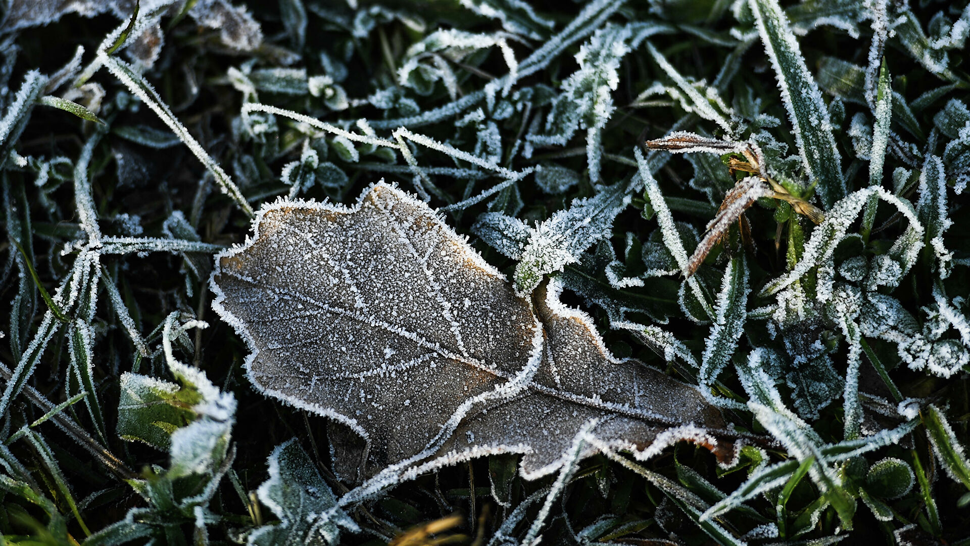 Сухая погода с ночными заморозками ожидается в Беларуси в выходные