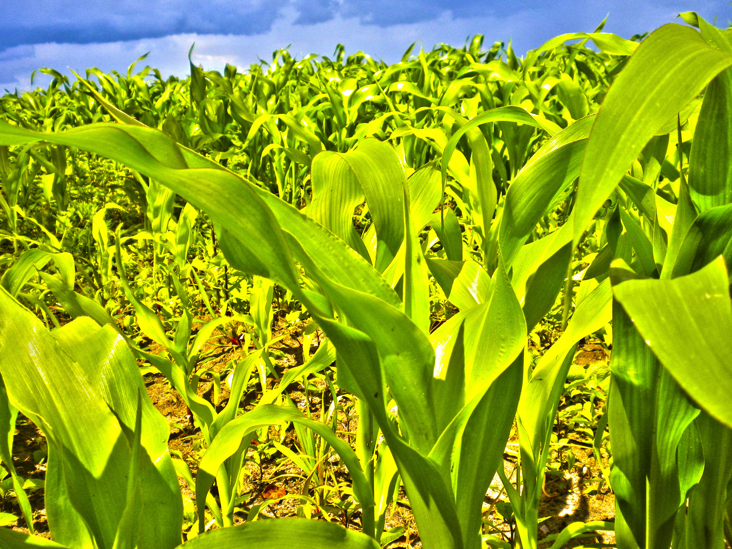 Более 1 млн т зерна кукурузы планируется собрать в этом году - Заяц 