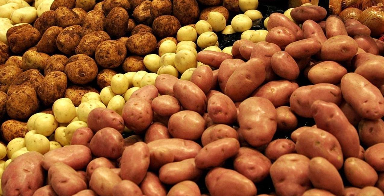 Беларусь намерена экспортировать более половины урожая картофеля