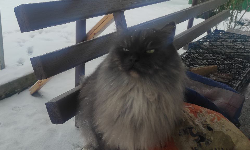 В Федоров день, 8 февраля, если кошка садится на подоконник, то это предвещает скорое потепление