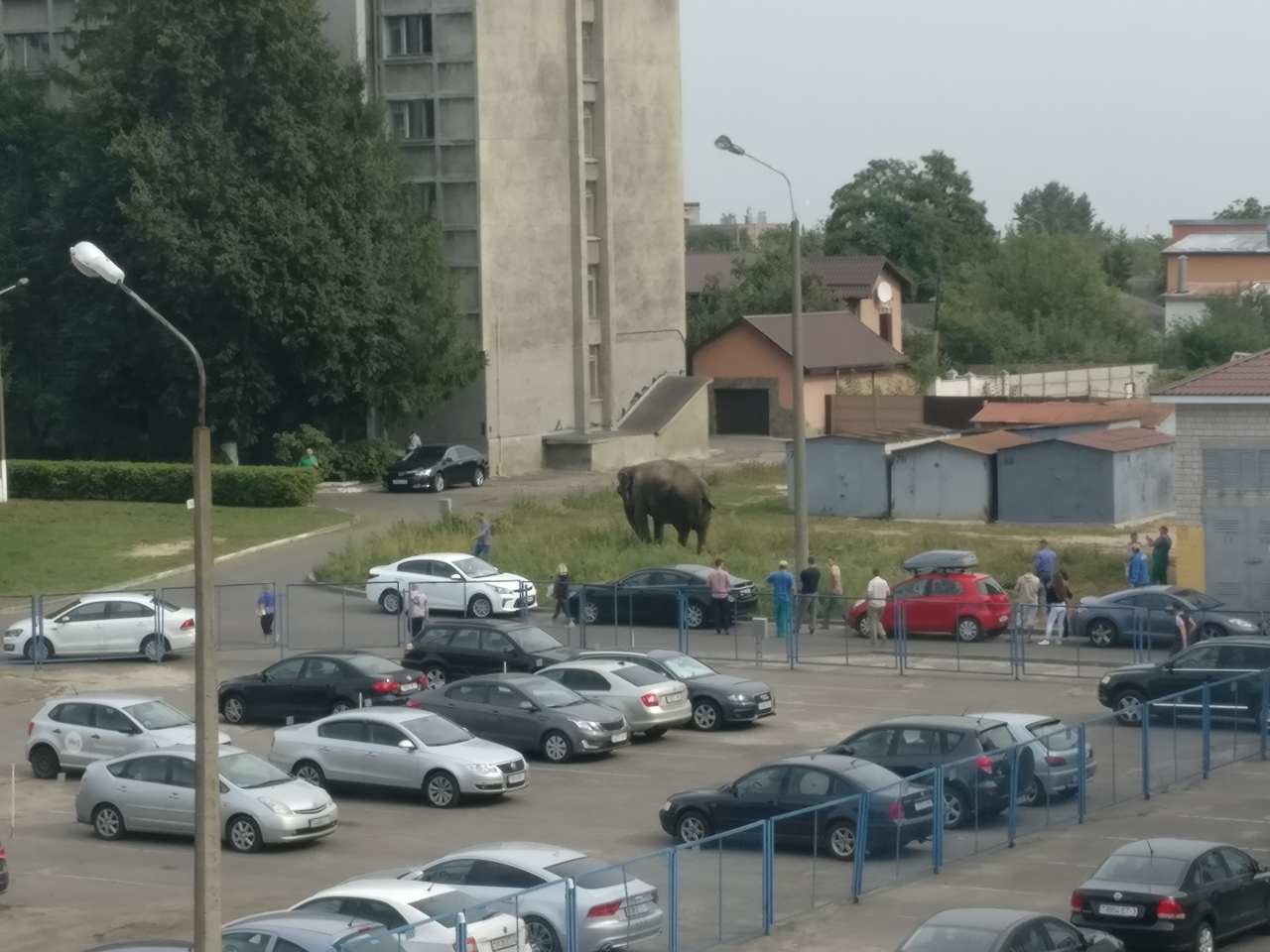 Фотофакт: В Гомеле выгуливают слониху Майю