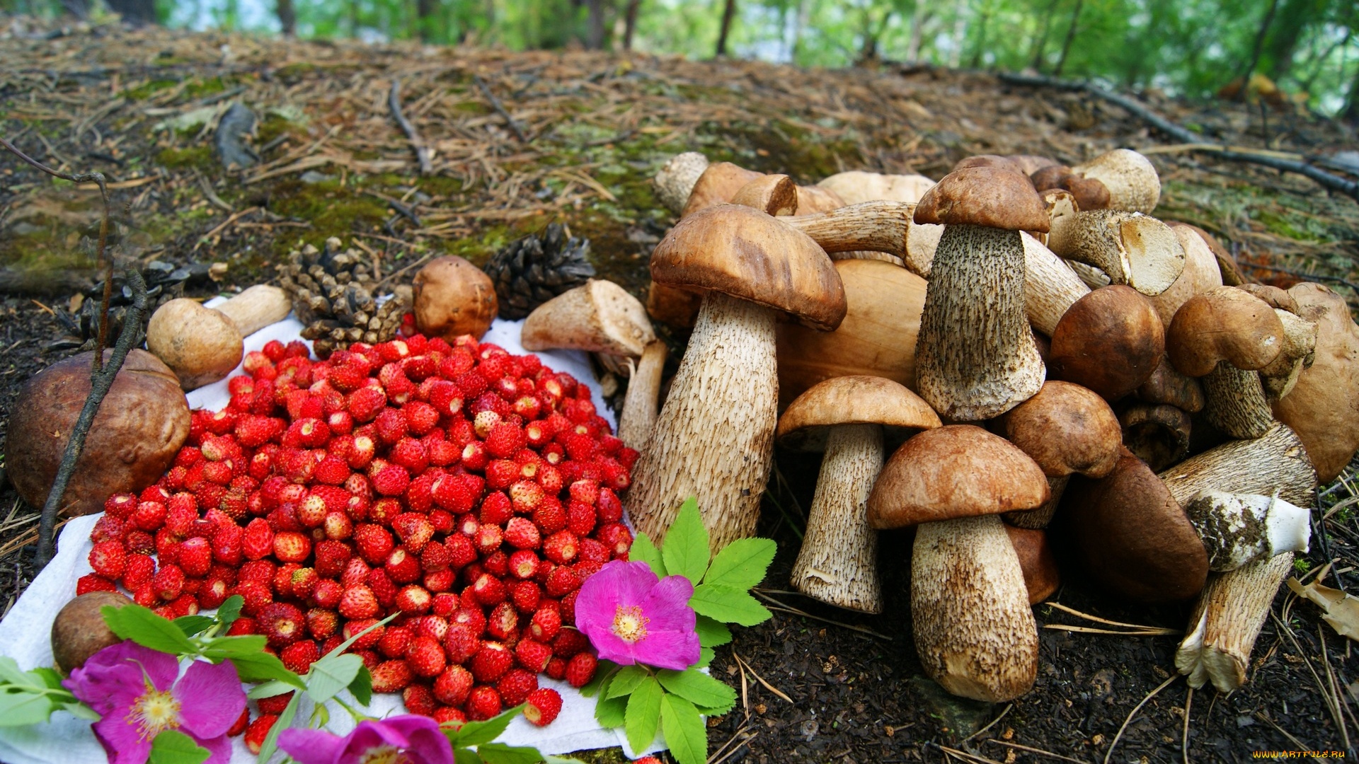 Эпидемиологи: В Кормянском и Наровлянском районах самые грязные ягоды и грибы