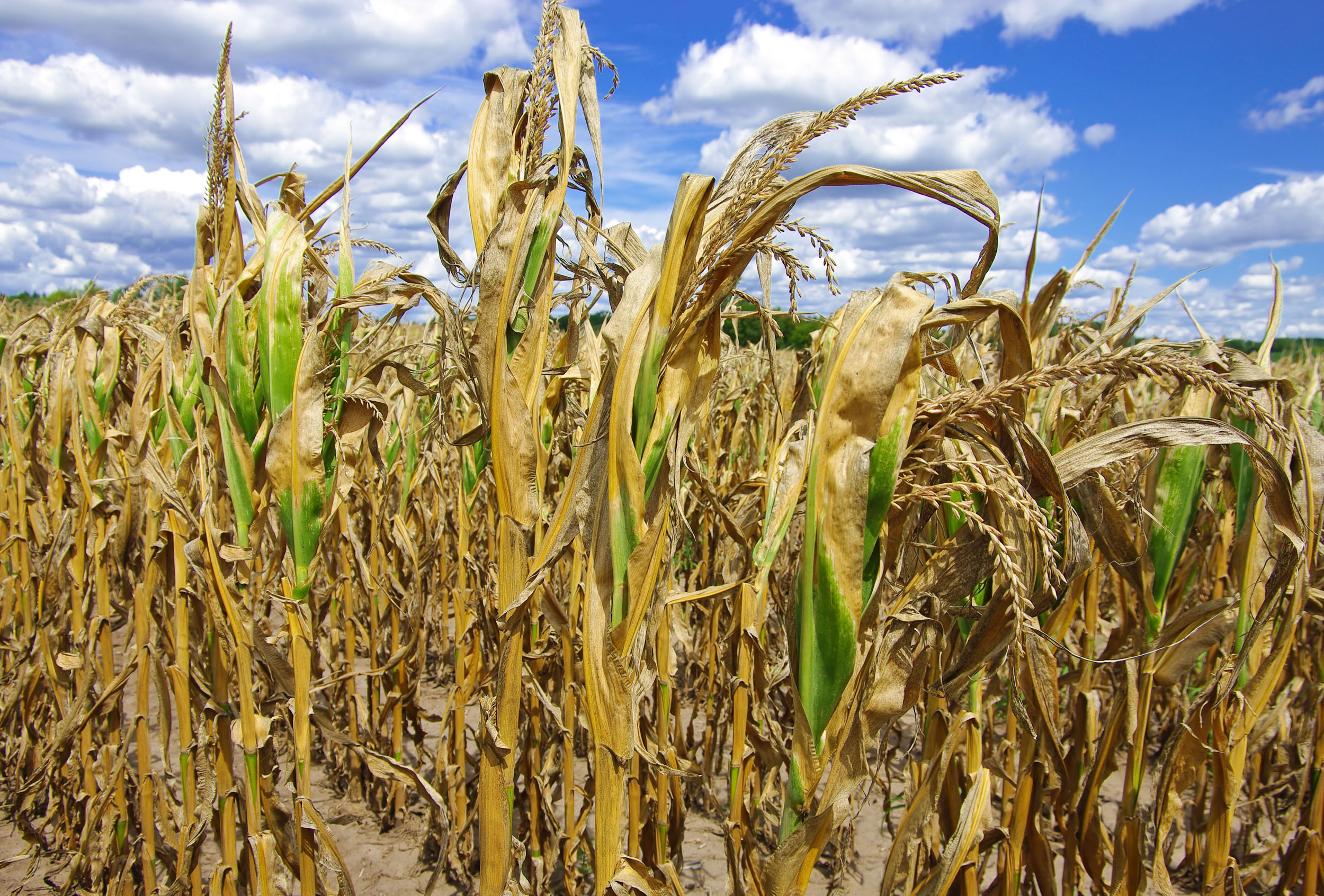 Из-за жары в Гомельской области погибают сельхозкультуры