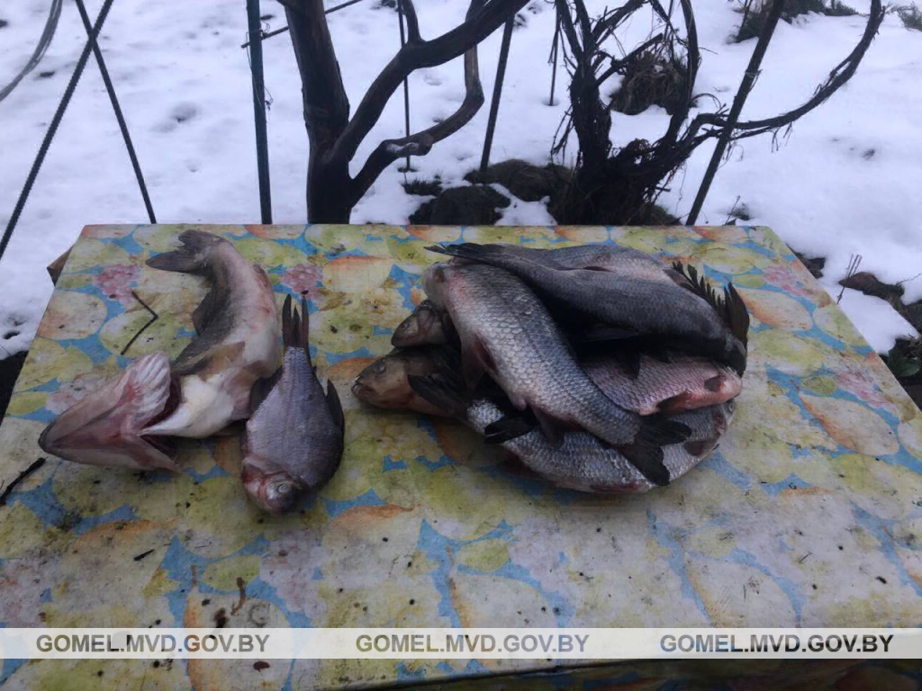 В Рогачевском районе милиция поймала браконьера, который  незаконно поймал много рыбы