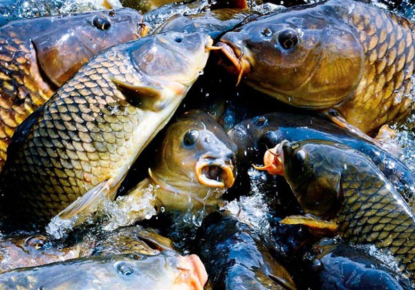 В водоемы Беларуси заселили более 29 тонн рыбы