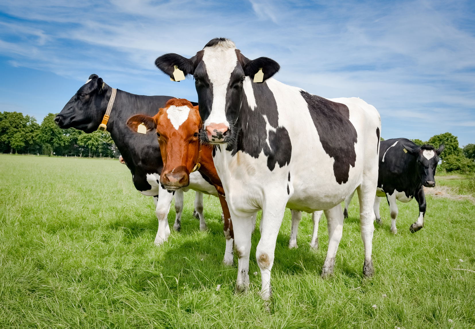 В Жлобинском районе на ферме из-за обрушения ж/б плит погибло 3 дойные коровы