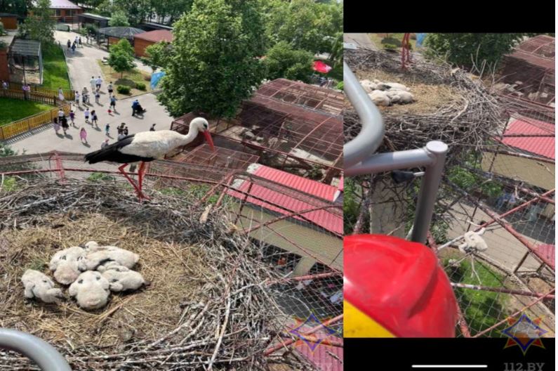 Видео. В металлической конструкции зоопарка Минска запутался аистенок. Его спасало МЧС