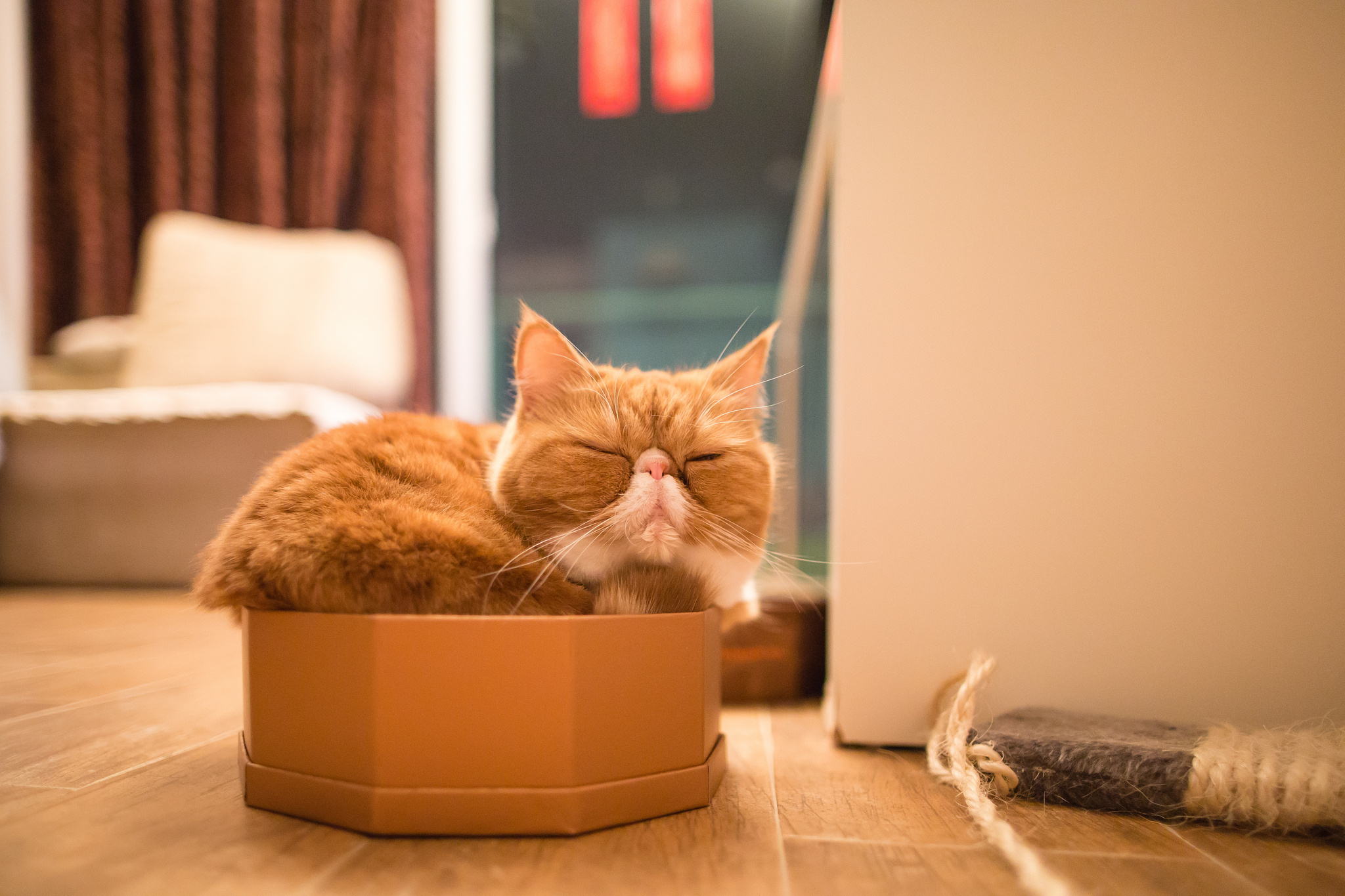 Вот почему кошки так любят коробки