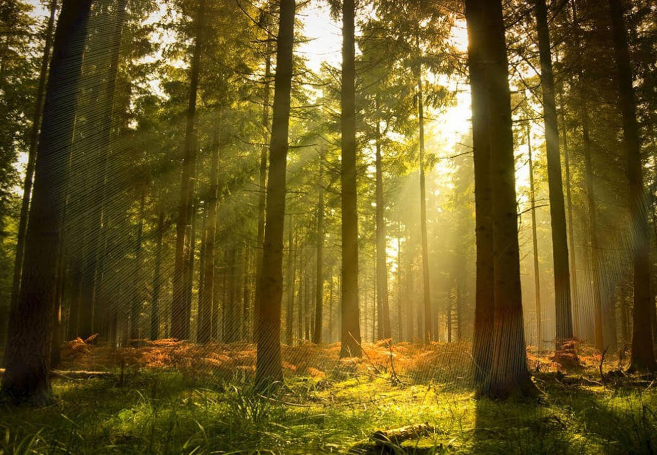 Запреты на посещение лесов остались только в 17 районах Беларуси