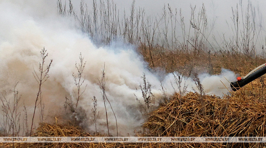 В Гомельской области за сутки потушили 10 пожаров травы и кустарников