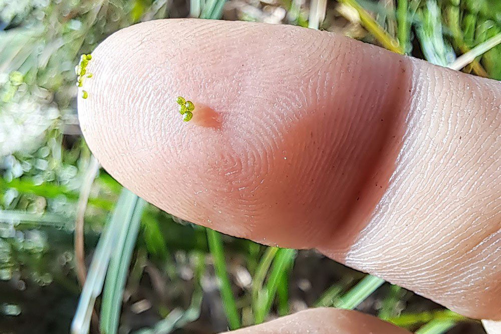 Самый маленький водный цветок на планете нашли в Беловежской пуще