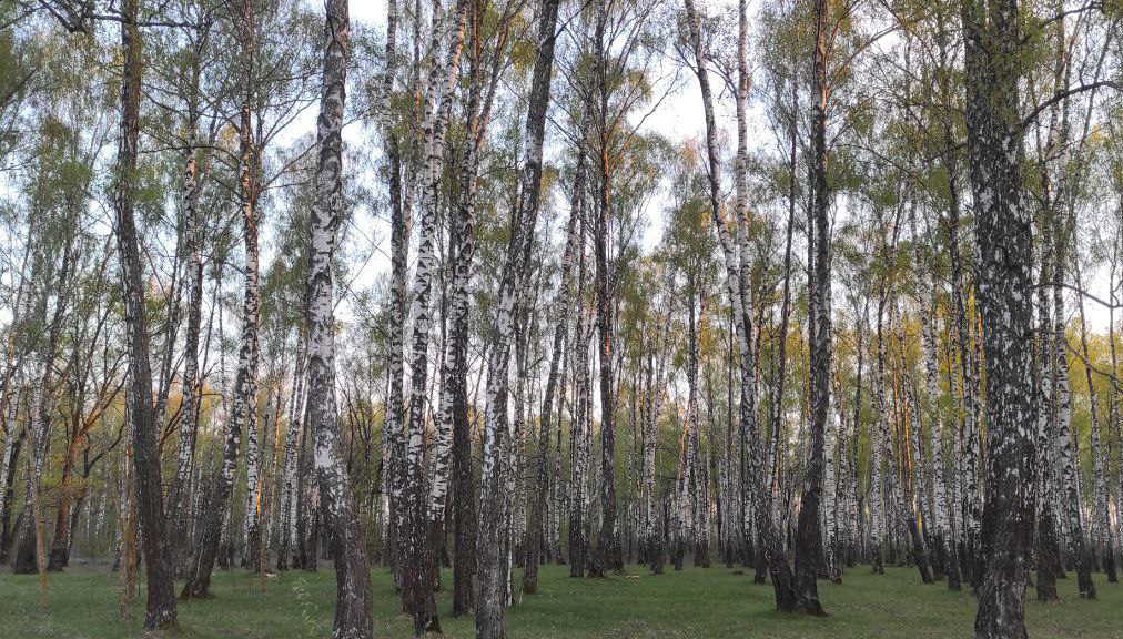 В Беларуси с весны 2024 года можно будет деревья брать в лесу бесплатно