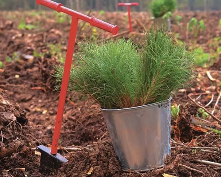 Более 20 миллионов деревьев посадили белорусы во время "Недели леса-2017"