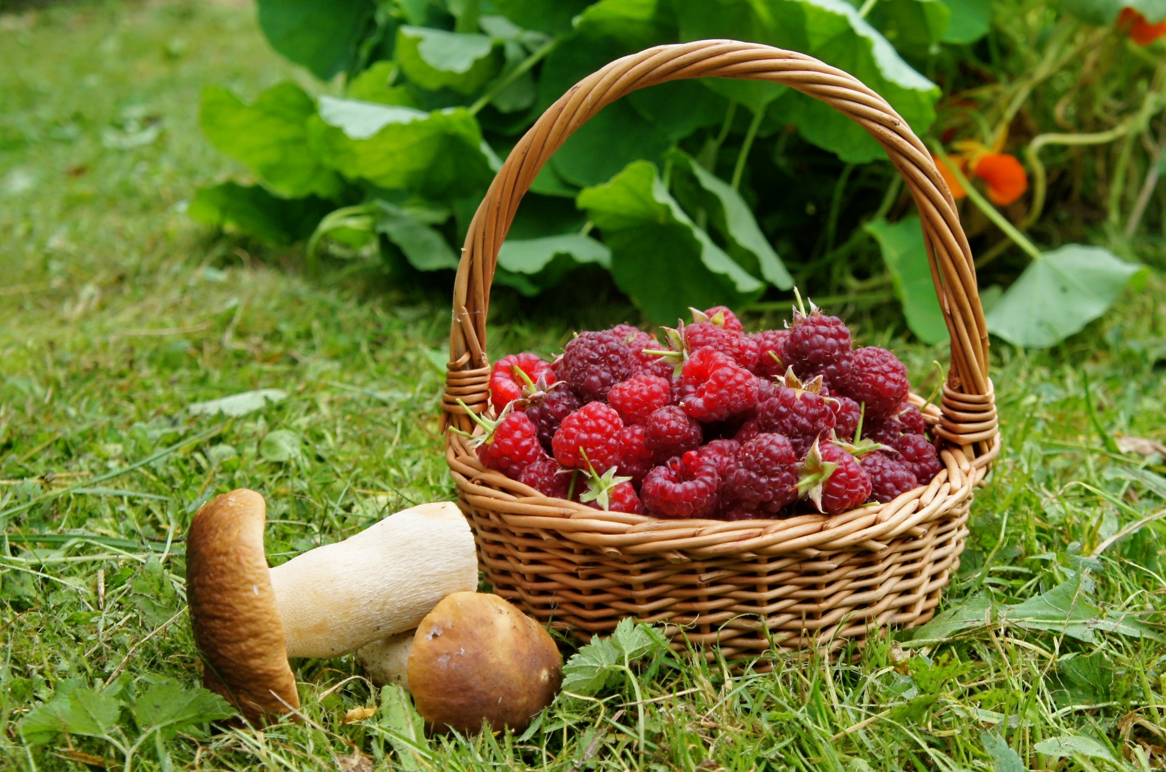 Медики советуют проверять грибы и ягоды на радиацию