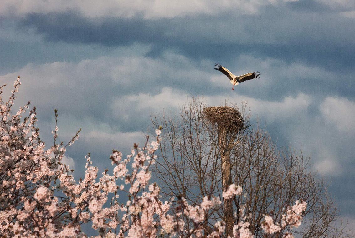 25 апреля отмечают день Василия