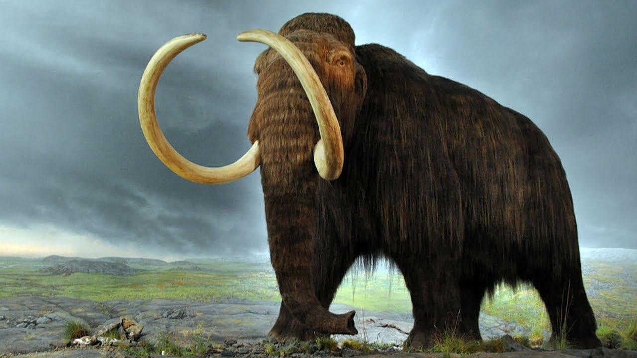 Японские ученые продвинулись в попытках возродить шерстистого мамонта