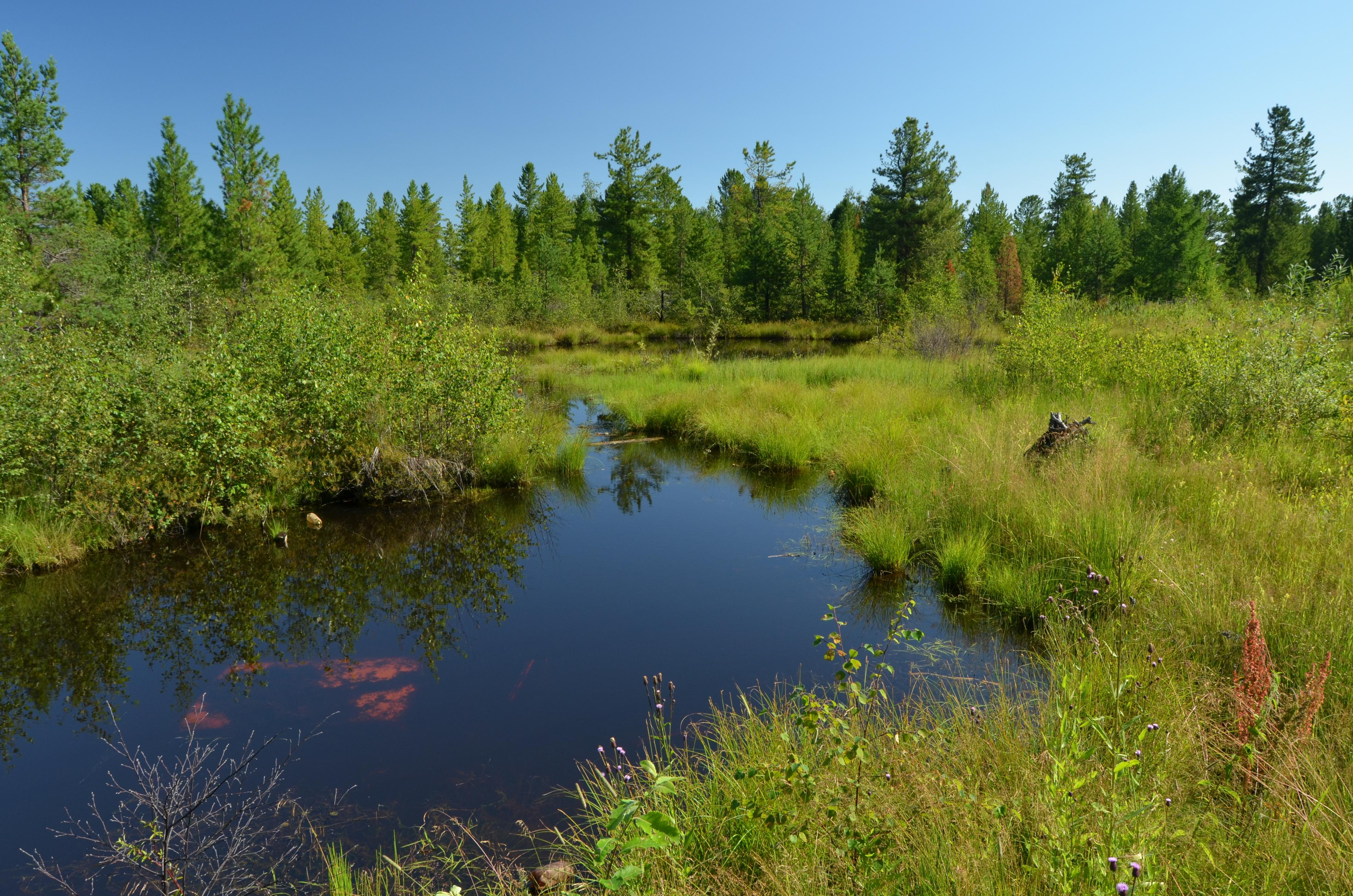 Более 12 тысяч гектаров нарушенных лесных торфяников восстановят в Беларуси