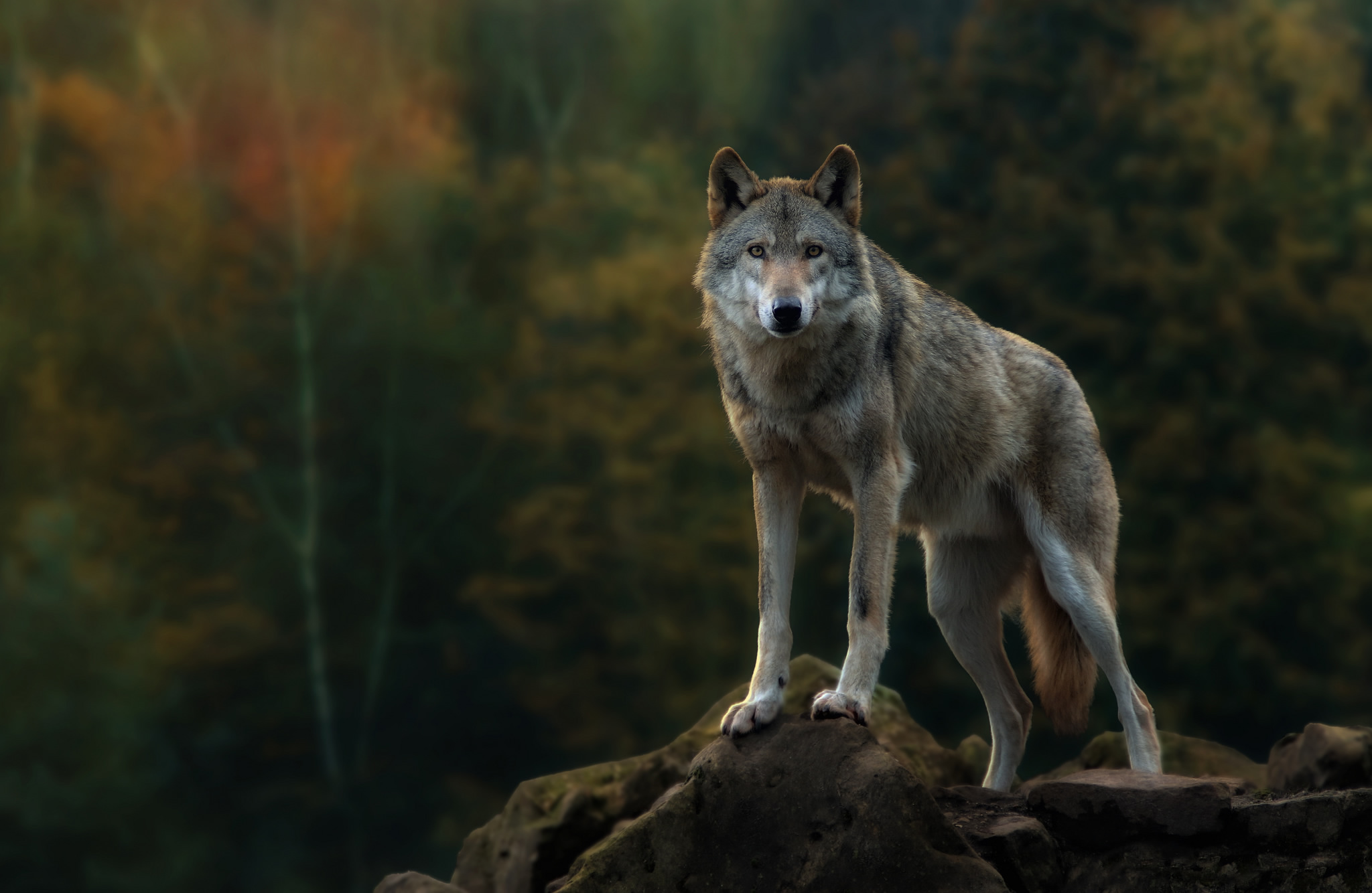 В Светлогорском районе волки нападают на фермы и домашние подворья