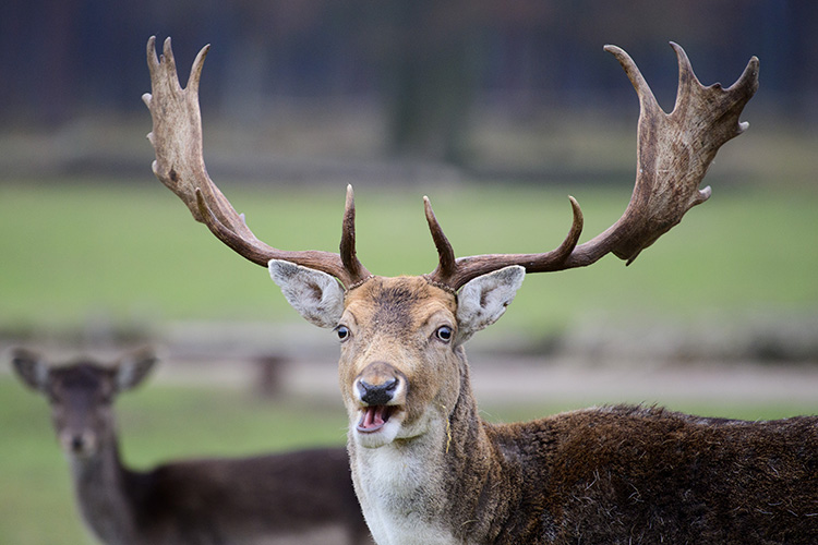 3 июня отмечают Оленин день