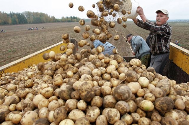 В Беларуси за 2022 год производство картофеля выросло на 23%