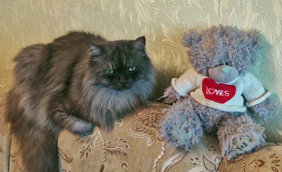 Видео. «Мне никто не разрешает заводить кошечек дома». Минчанин взорвал TikTok шуточным запретом от родственников, набрав почти 2 000 000 просмотров