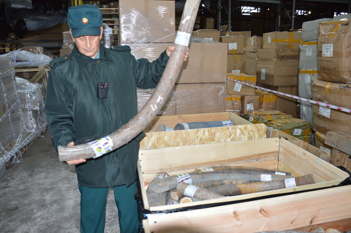 Из России в Беларусь пытались ввезти более тонны бивней мамонтов