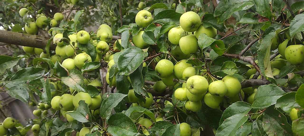 В Белкоопсоюзе предупредили о росте цен на белорусские яблоки