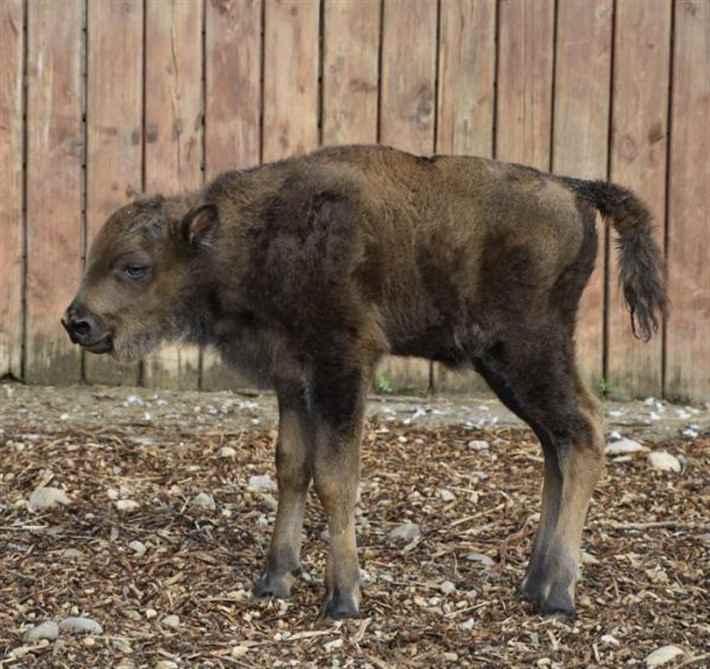 Белорусы вместе выбирают кличку для зубрёнка из Минского зоопарка