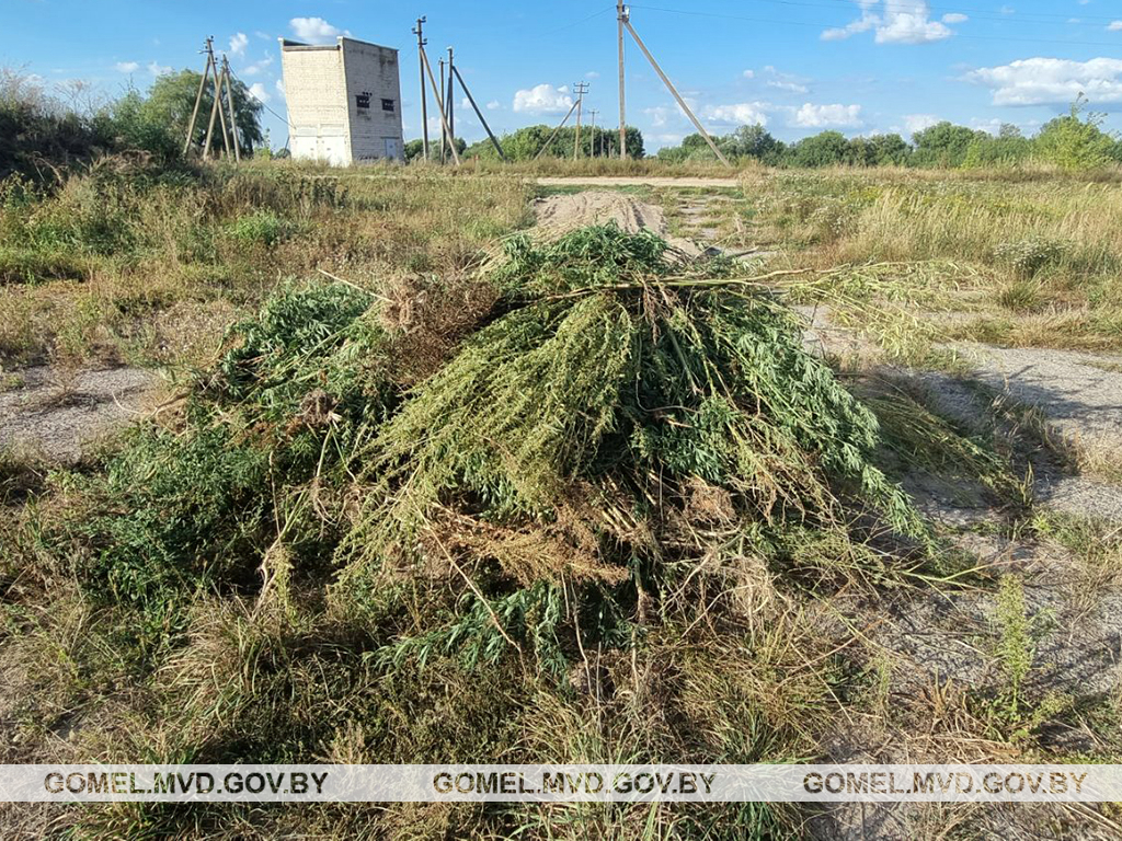 В Гомельском районе уничтожено почти 1300 кг дикорастущей конопли
