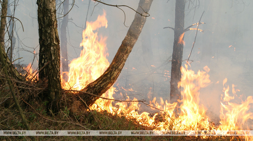 За сутки в Гомельской области потушены три лесных пожара  