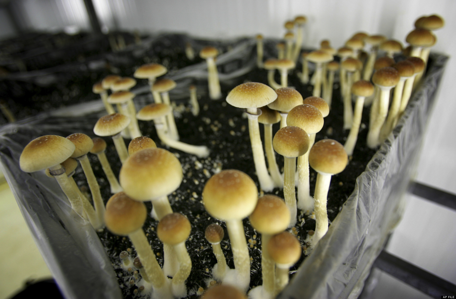 Речицкие милиционеры задержали мужчину, который выращивал марихуану и грибы