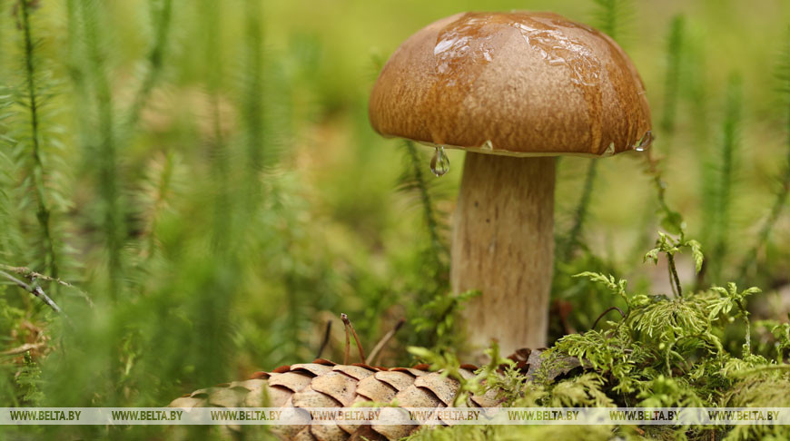 Оранжевый уровень опасности из-за сильного ветра объявлен в Беларуси 3 сентября