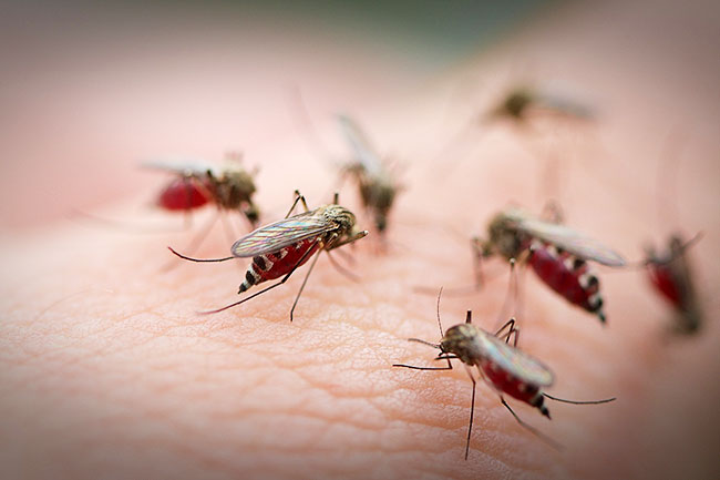В Беларуси обнаружили новый вид малярийного комара