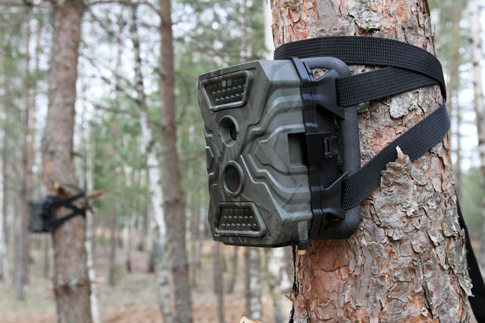 Фотоловушки в лесах Беларуси с начала года помогли выявить более 100 нарушителей