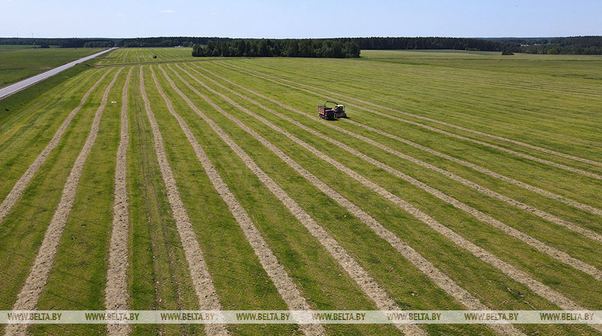 В Беларуси убрали почти 79% площадей трав