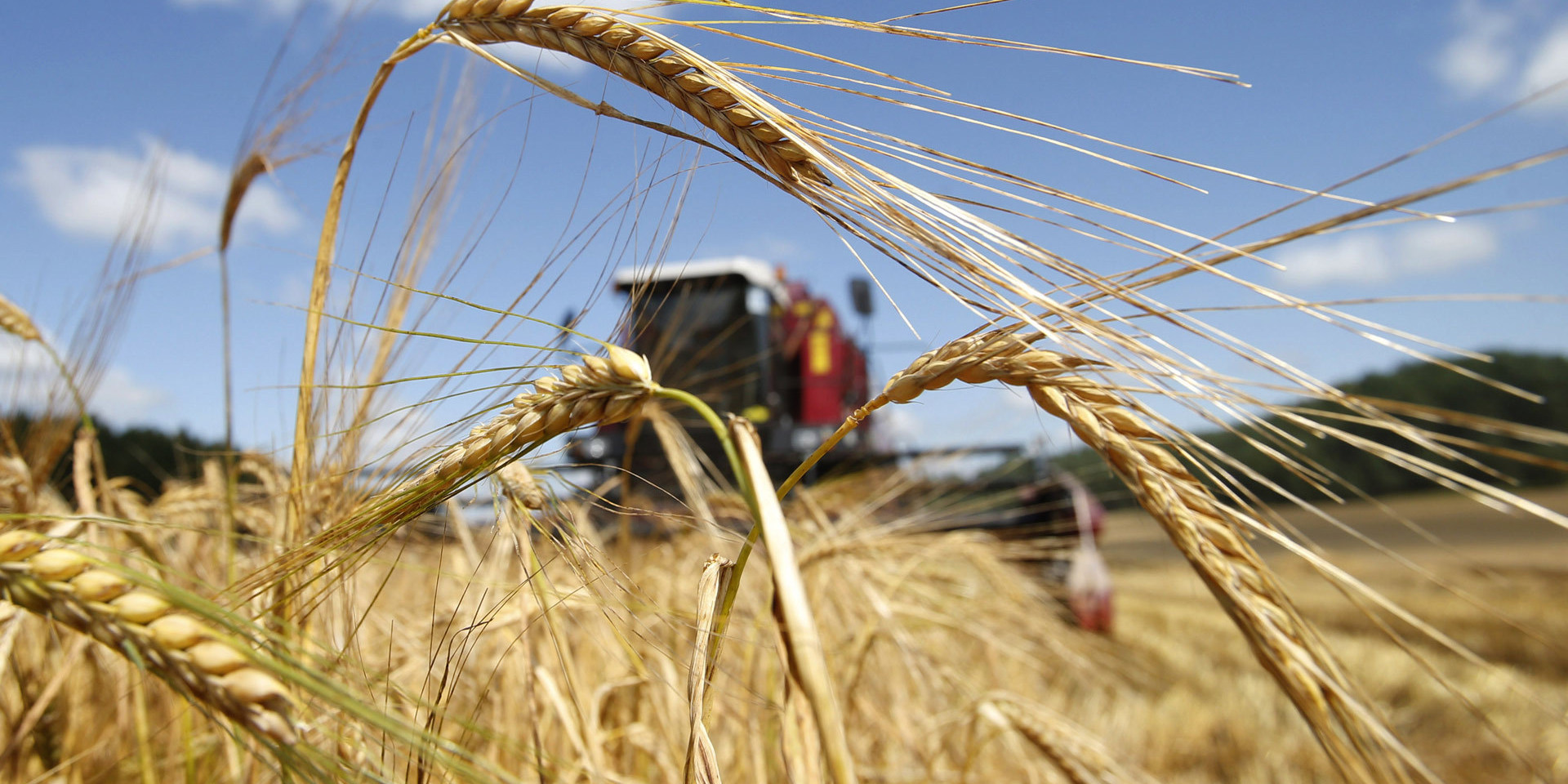 В Беларуси намолотили уже более 2 миллионов тонн зерна