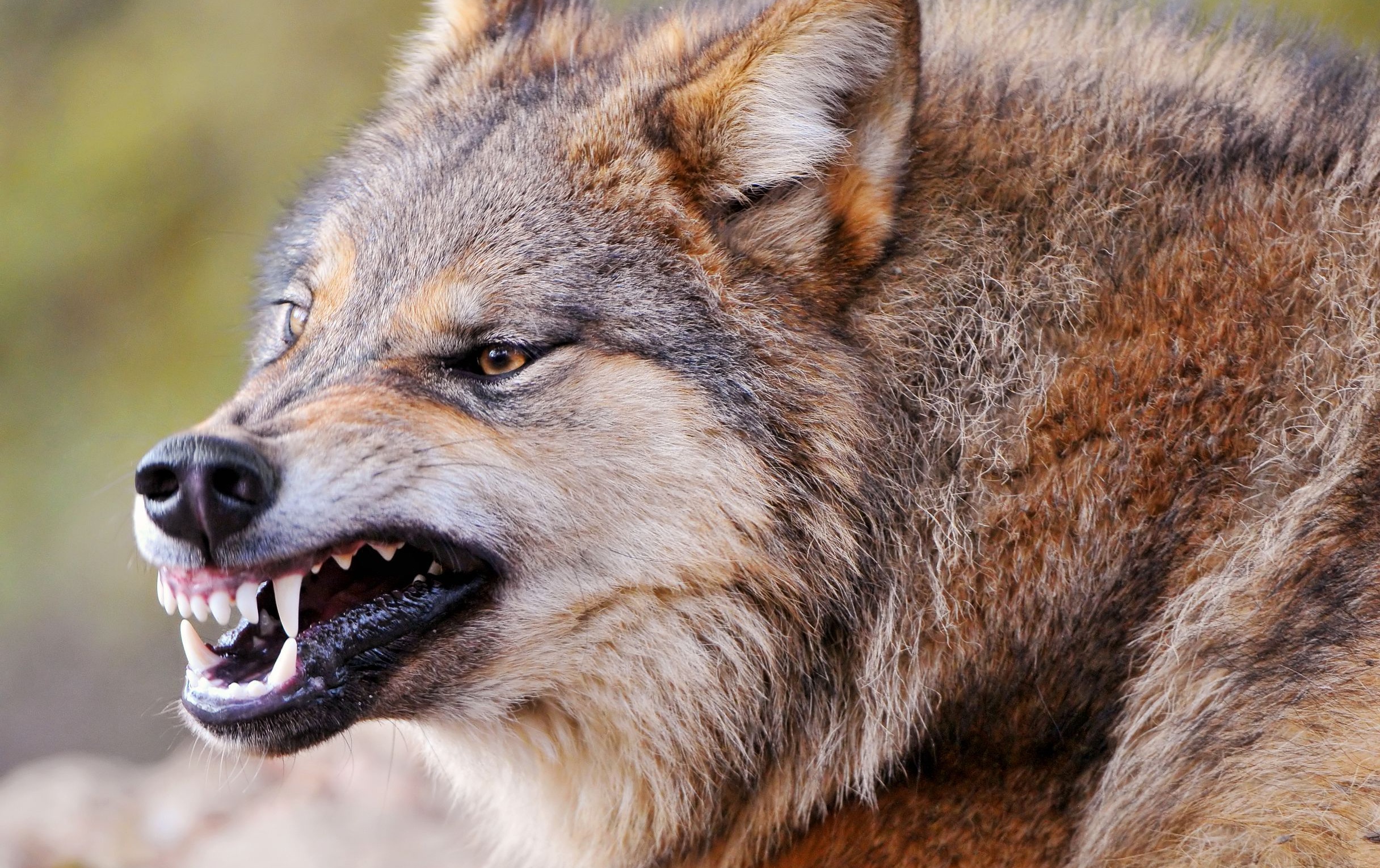 В Брагинском районе застрелили волчицу, нападавшую на людей 