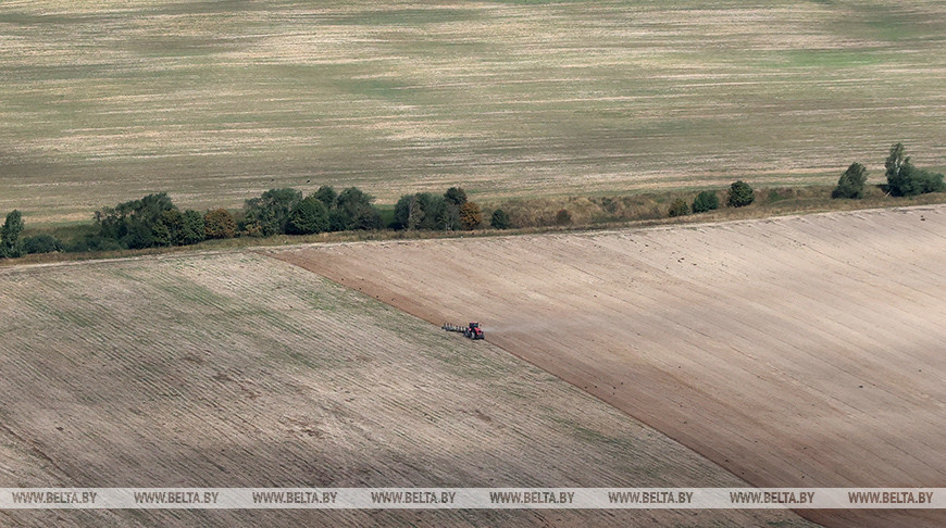 В Гомельской области озимые зерновые посеяли на половине запланированных площадей