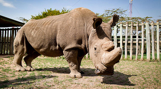 Умер последний самец северного белого носорога